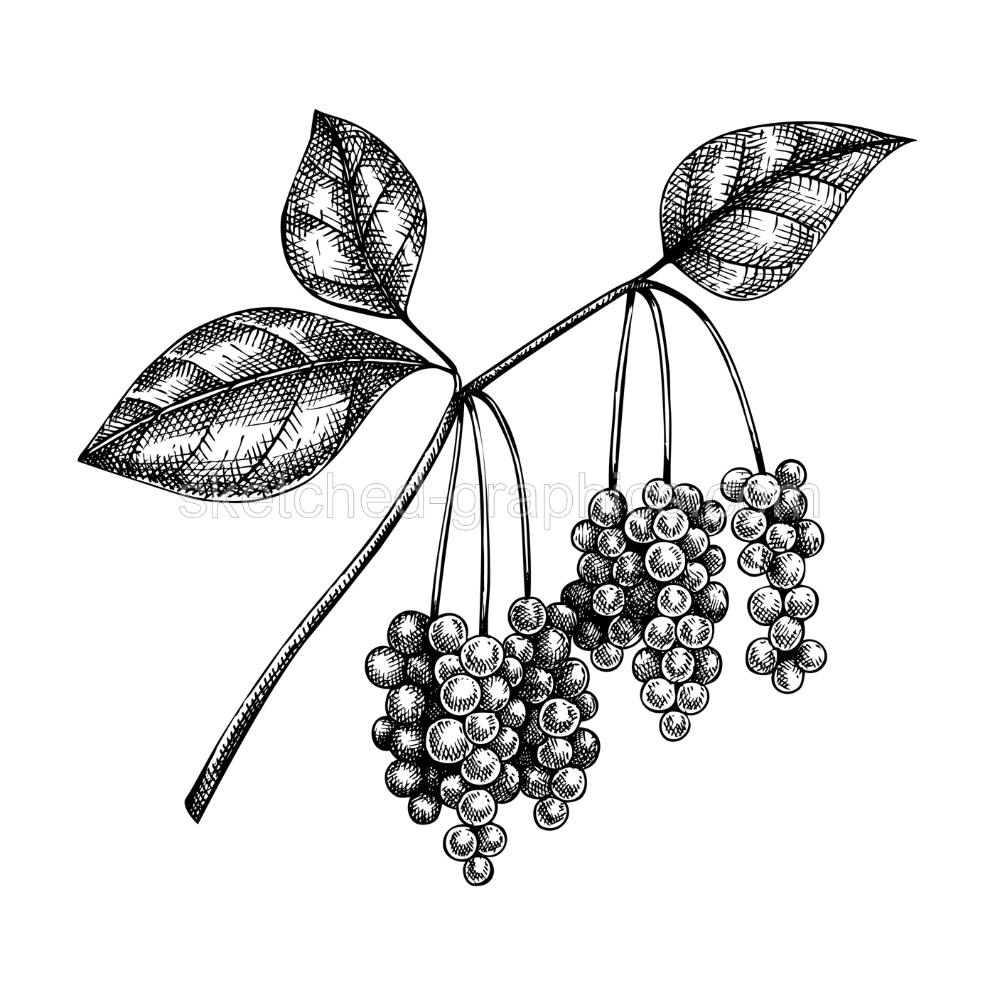 Schisandra. Adaptogenic plant illustration. Hand-sketched magnolia vine. Great for traditional medicine, perfume design, Ayurveda design. Natural adaptogen drawing. Illustration